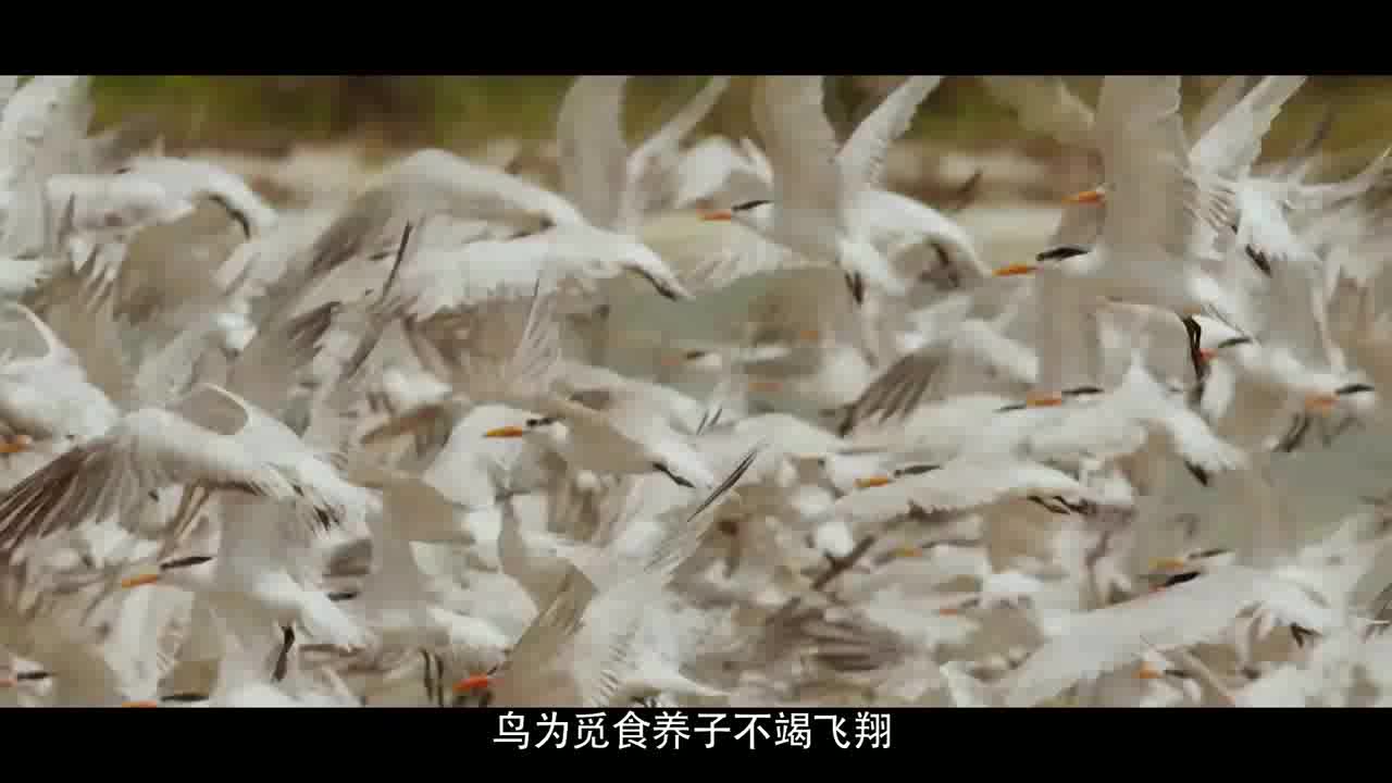 《医者使命》